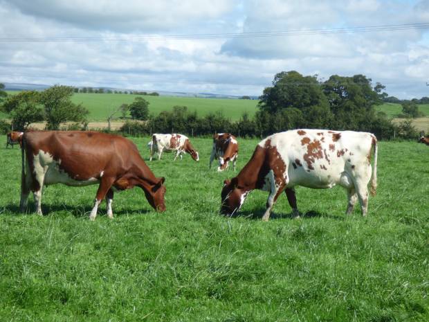 Middle Herd of Pure & Blended Ayrshires