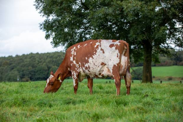 Breed Record of 15,000gns for Middle Ayrshires