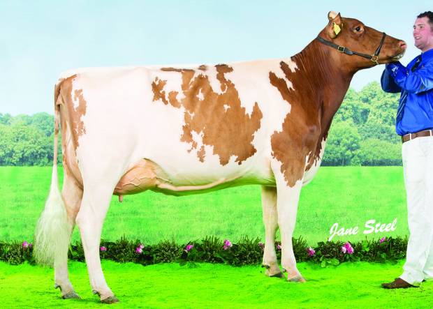 Bruchag Talent Evelyn EX93 2E, Agriscot Super Heifer of the decade as voted by readers of The Scottish Farmer