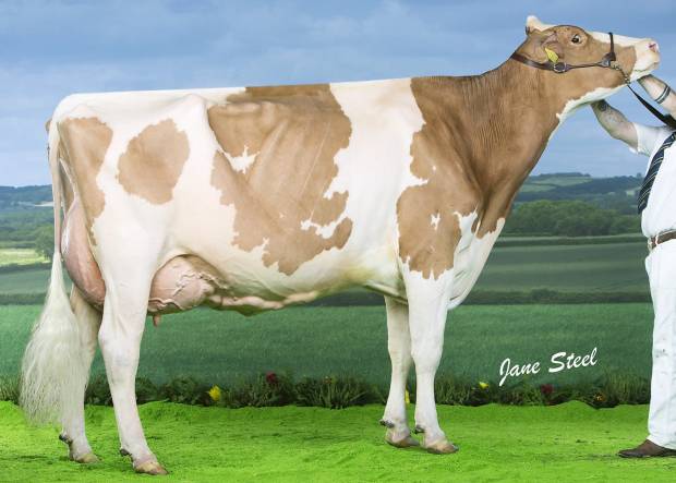 The All Britain and Ireland Photographic results Class 11 - British Red and White cow
