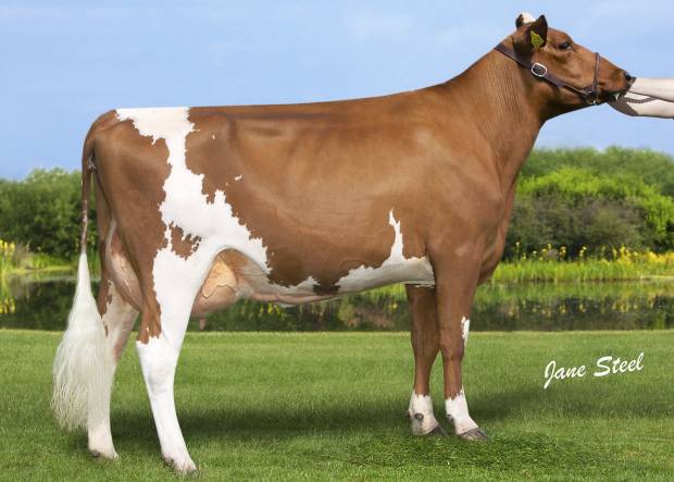 An early calved daughter of Troutbeck Skyfall - Sandersons Skyfall Justine