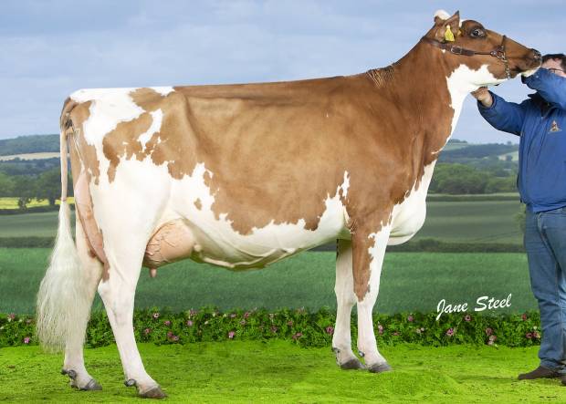 Beechmount Marie Girl 6 sired by Haresfoot Panache, she is also the dam of Beechmount Magic Mike.