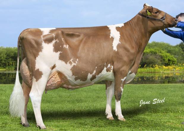 Knowe Barby 2 EX91 Dam of Lot 60