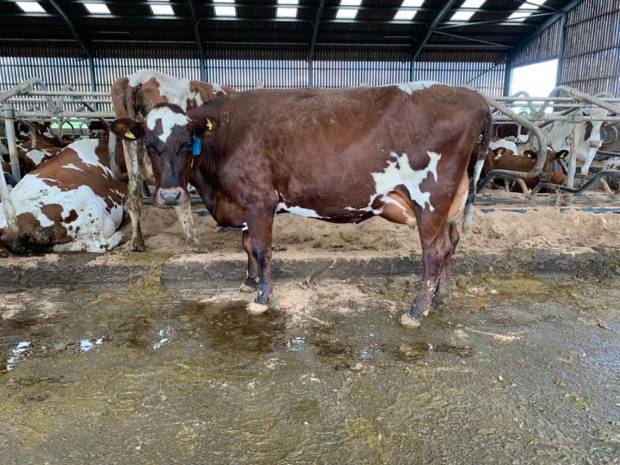 A daughter of Beeline Santa Rock in the Beeline herd