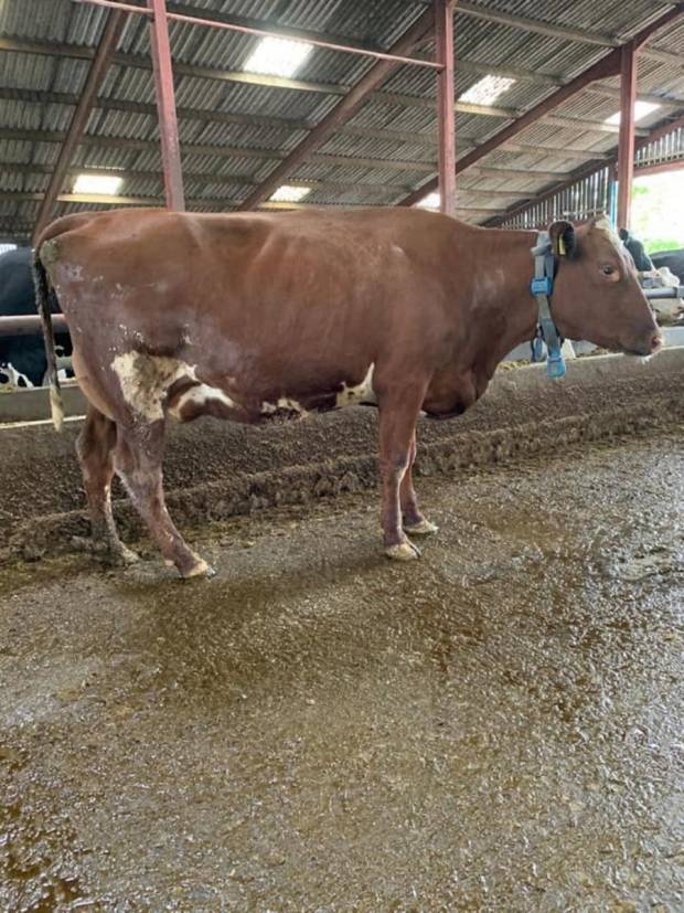 A daughter of Beeline Santa Rock in the Styche herd