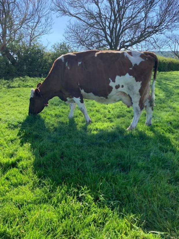 Tontine Napier Nomad EX93, sired by Ardmore Crown Napier