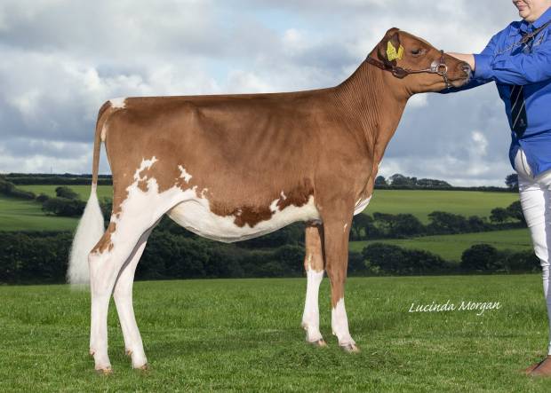 Champion - Creech Hill Rebel Zara