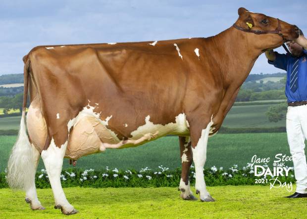 ALL BRITAIN AND IRELAND PHOTOGRAPHIC COMPETITION RESULTS CLASS L - RED & WHITE COW