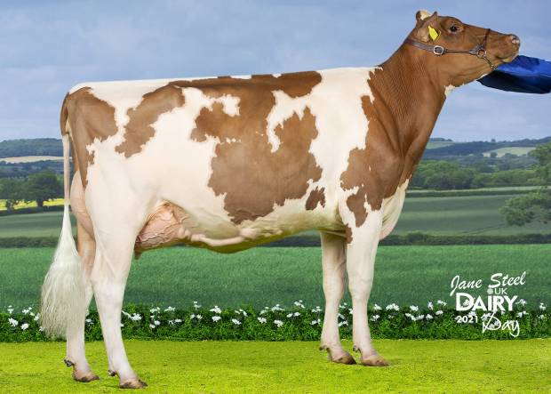 ALL BRITAIN AND IRELAND PHOTOGRAPHIC COMPETITION RESULTS CLASS K - RED & WHITE HEIFER