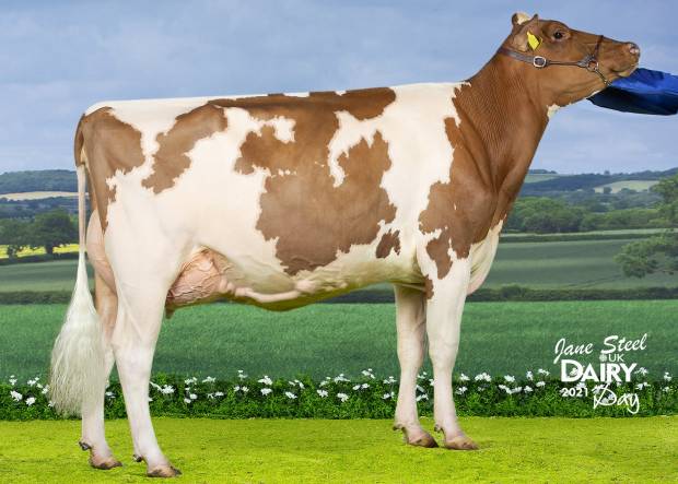 ALL BRITAIN AND IRELAND PHOTOGRAPHIC COMPETITION RESULTS CLASS K - RED & WHITE HEIFER