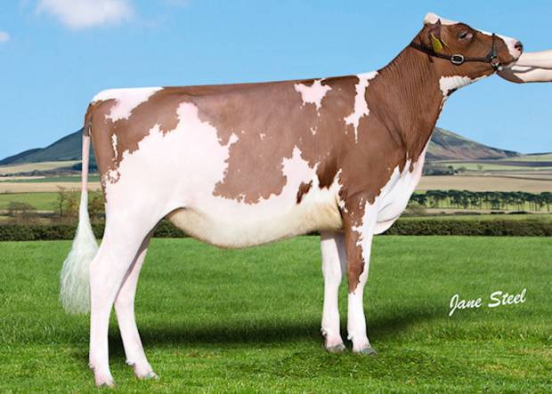 Cuthill Towers Buster Rae - Sired by Cuthill Towers Buster