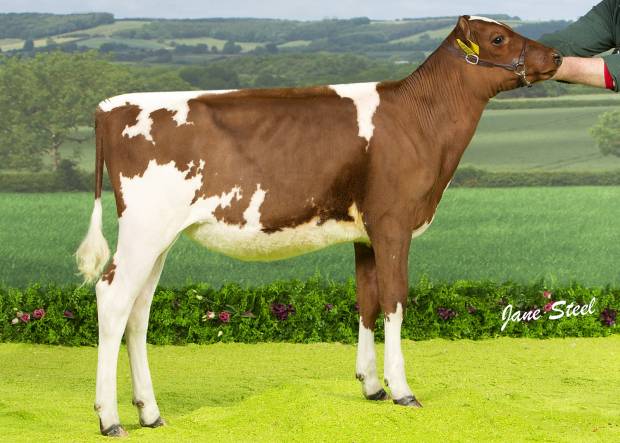 Halmyre Urr Blossom sired by Swaites Dermott 