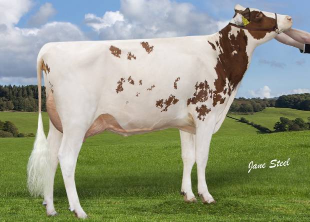 All Britain and Ireland Photographic Competition results Class K Red & White Heifer