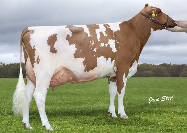 Lot 13 Knowe Favourite Beauty 166 VG89 3yr