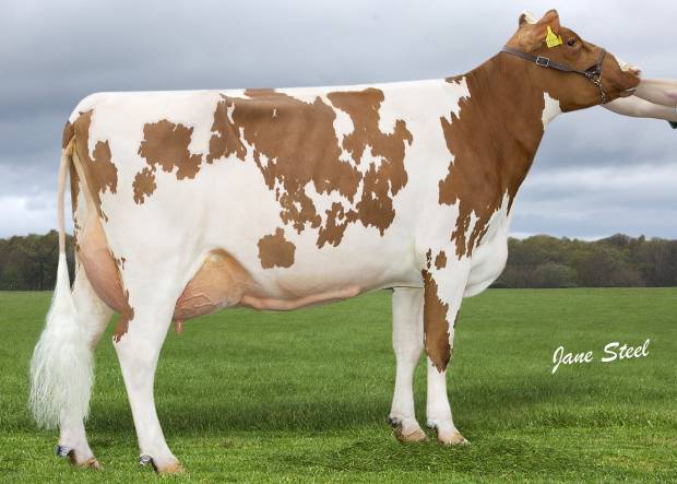 Lot 19 Knowe White Kate 218 VG87 3yr