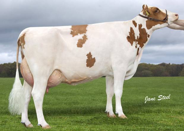 Lot 21 Knowe White Lily 743 VG88 3yr