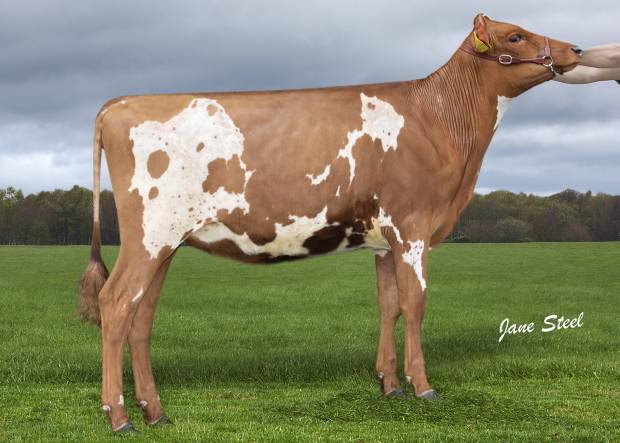 Lot 122 Knowe B-King Bertha 2