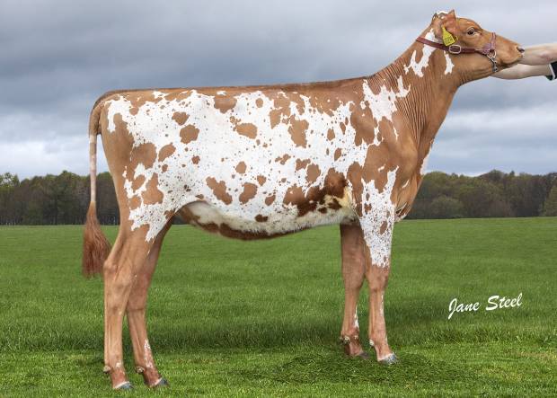 Lot 123 Knowe B-King Dainty Lass who was Honourable Mention Coloured Breeds Calf at the 2021 Royal Highland Show.