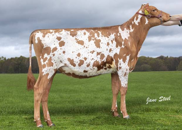 Lot 123 Knowe B-King Dainty Lass who was Honourable Mention Coloured Breeds Calf at the 2021 Royal Highland Show.