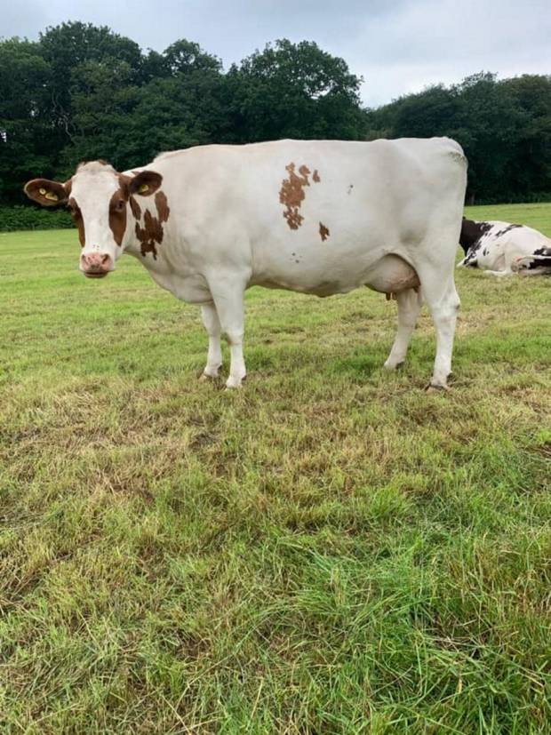 A daughter of Changue Stadium in the Dudley Wood herd