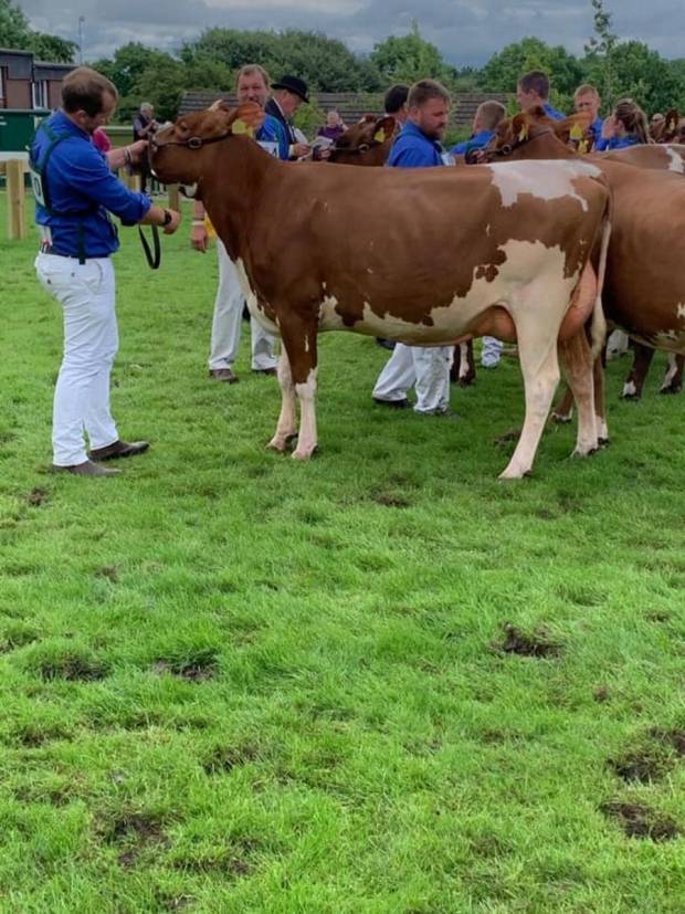 Heifer Champion - Cuthill Towers Stadium Rafia