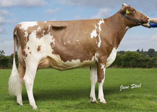 ALL BRITAIN AND IRELAND PHOTOGRAPHIC COMPETITION RESULTS CLASS K, RED & WHITE HEIFER