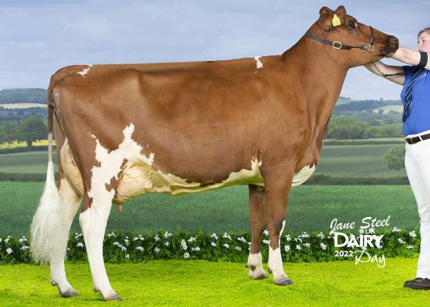 Whitecroft Emmie 150 - sired by Whitecroft Panell