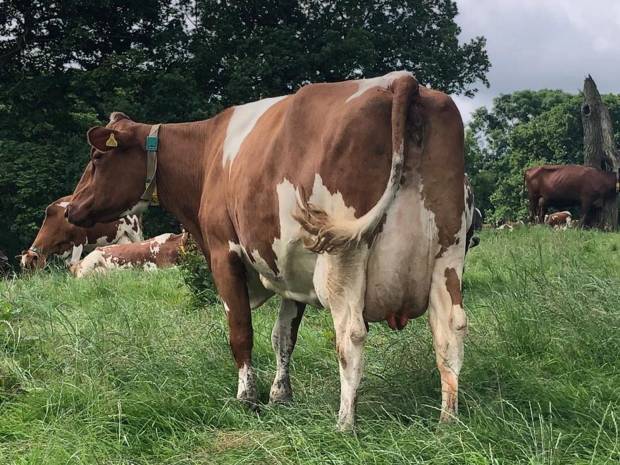 A fourth calved daughter of Swaites Nickle in the Jamara Herd