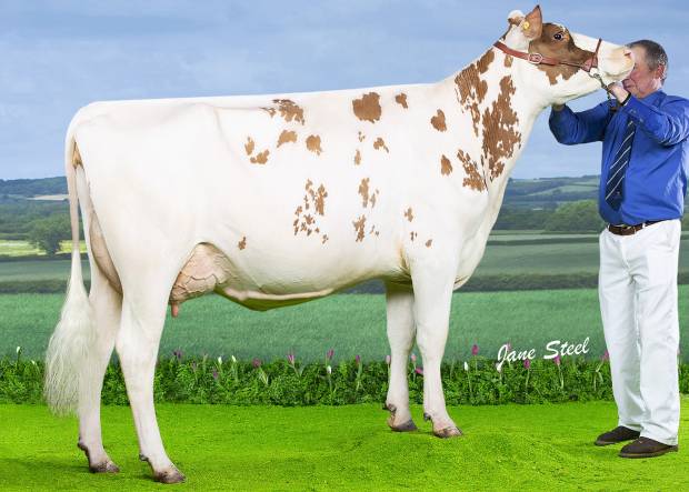 Morwick Peggy 126 who is sired by Pam Ayrs Hawaiian.