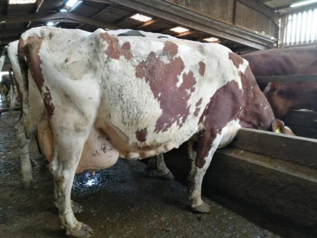 Sired by Hunnington Mandella - Whitecroft Myra 28 EX94 (7E)