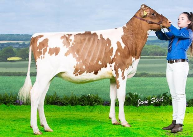 Stardust Supreme Queenie pictured in March 2018 after being Junior Champion at the UK Dairy Expo