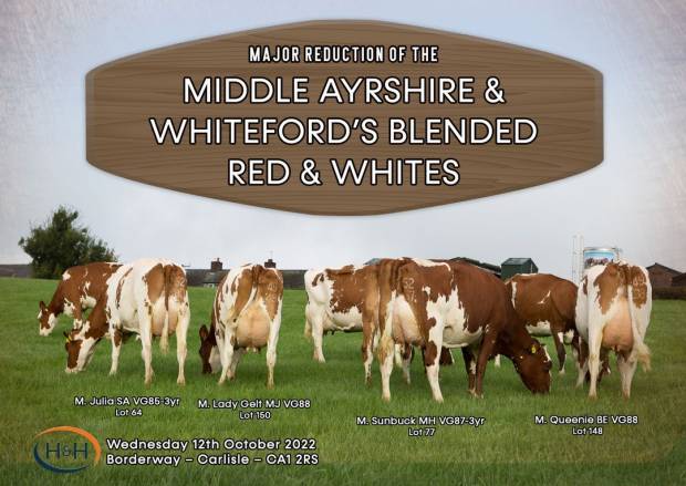 Middle Ayrshires Reduction Sale