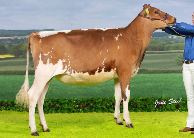 Allstar Supreme Joybell 2 - Sired by Sandyford Supreme