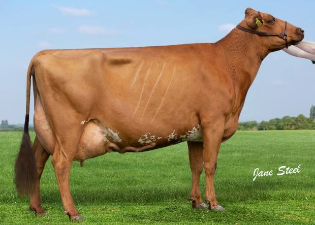 Ardmore Janet 110 EX94 - The dam of Ardmore Jeepers Creepers