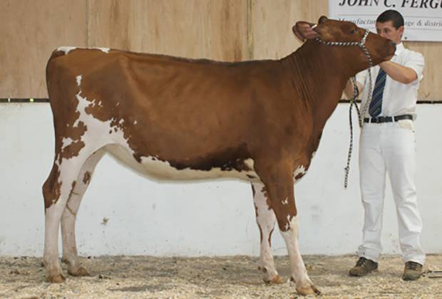 Ayr Cattle Club Calf Show Results 2014