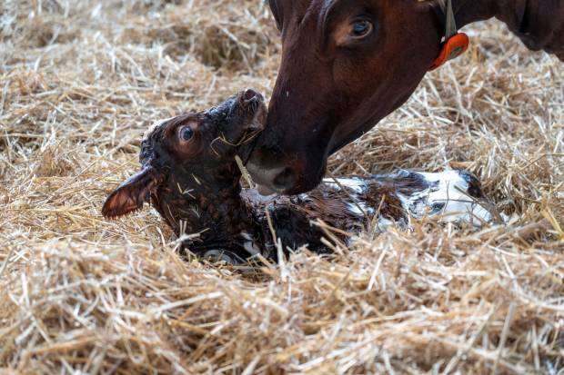 Ayrshire herd health promotional video