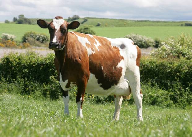 Date Announced For Joint Breed Open Day This Summer