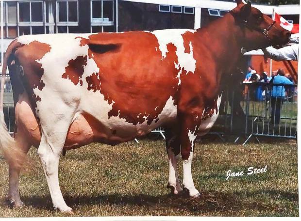 4.d. Haresfoot Bella 6 EX95 5E LP80 9 Star Brood Cow