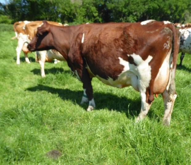 Farm Visit to Biddesden Ayrshires