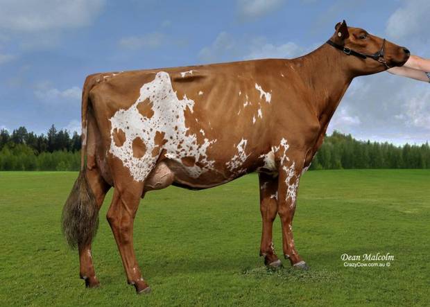 Boldview Starbuck Macchiato - Sired by Rosehill Real Mccoy 
