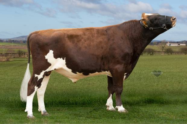 Exciting New release Ayrshire Genomic Sire - Brieryside Hail