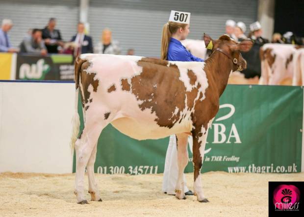 All Britain Calf Champion