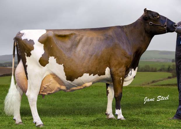 Bull Progeny Competition