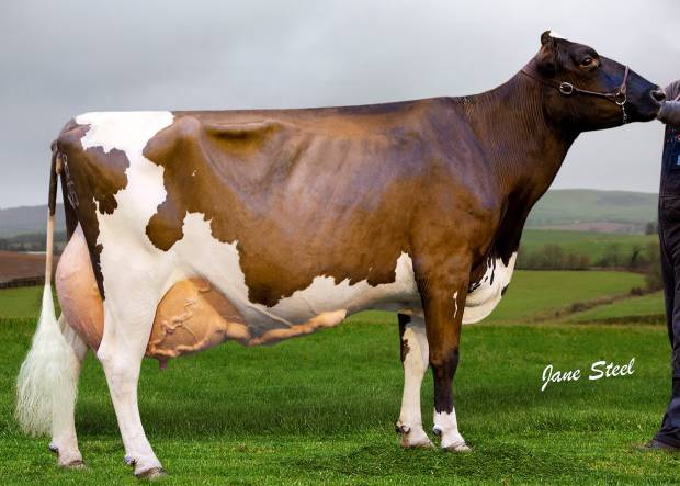 Brieryside Oblique Cherry EX94 the dam of Brieryside Hail 