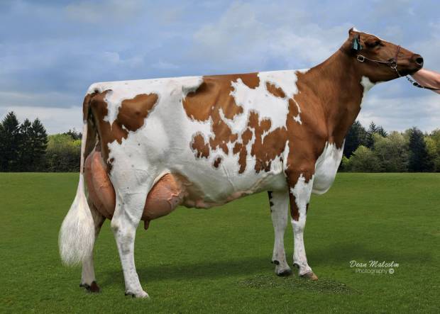 Brookview Napes Huron - sired by Ardmore Crown Napier 