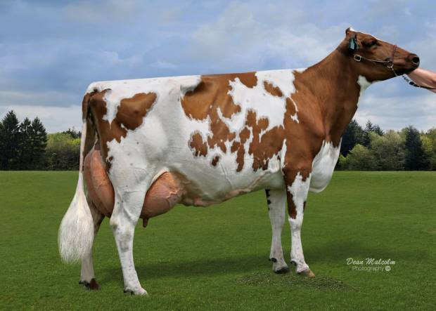 Ardmore Crown Napier - still breeding great daughters 