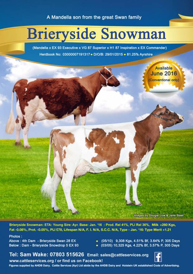 An Exciting Young Sire Coming To Cattle Services - Brieryside Snowman - Semen Available June 2016