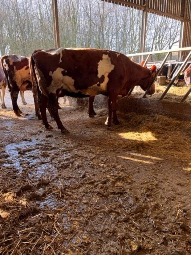 A second calved Cuthill Towers Buster.