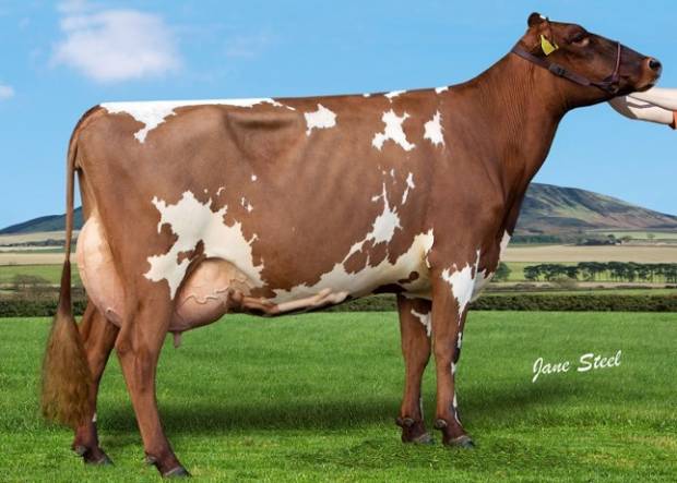 Cuthill Towers Modern Clover - sired by West Mossgiel Modern Reality 