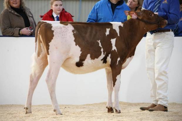 A look at some of the top 6 finishes for Calves sired by Cattle Services Bulls at the All Breeds All Britain Calf Show.